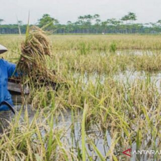 Petani Demak Keluhkan Banyak Sawah Tenggelam Karena Dampak Proyek Tol