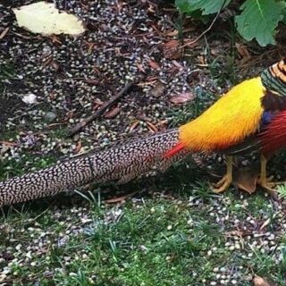 Kembangkan Kemandirian, Rutan Boyolali Budi Daya Ternak Ayam Pheasant