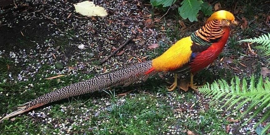 Kembangkan Kemandirian, Rutan Boyolali Budi Daya Ternak Ayam Pheasant