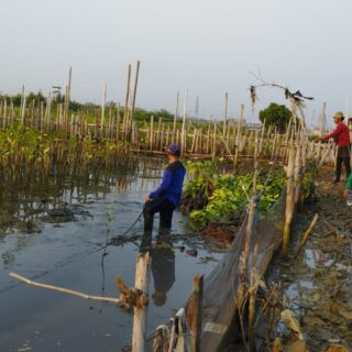 Upaya Keberlanjutan LindungiHutan di Tambakrejo Kota Semarang