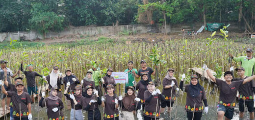 PT Pigeon Indonesia Tanam 1.000 Pohon Mangrove di Pantai Indah Kapuk Jakarta