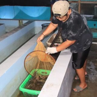 DKP Jabar Luncurkan Program Budidaya Lobster dalam Ruangan: 300 Ekor Dilepas ke Laut