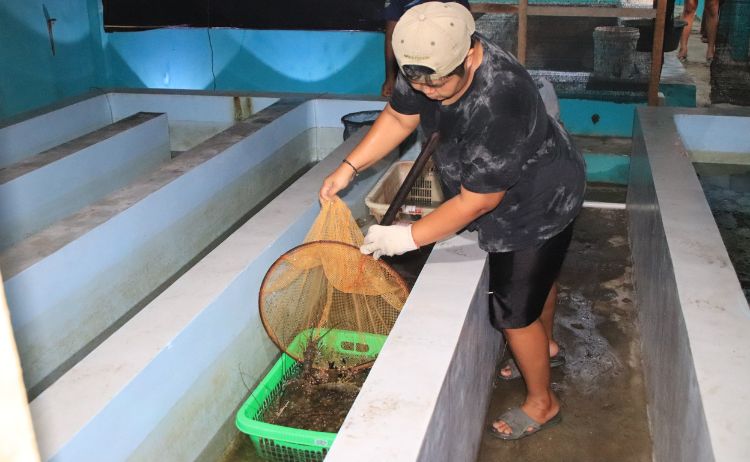 DKP Jabar Luncurkan Program Budidaya Lobster dalam Ruangan: 300 Ekor Dilepas ke Laut