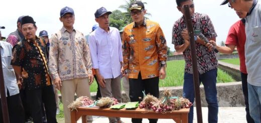 Inovasi Penanaman Bawang Merah dari Biji di Cirebon: Efisien dan Potensial Tekan Inflasi