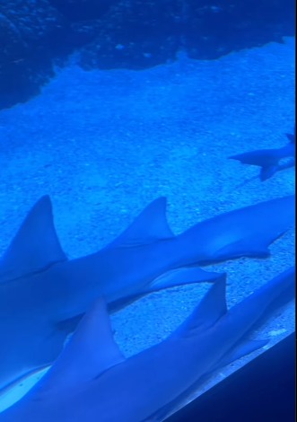 Inilah Jakarta Aquarium & Safari : Wisata Edukasi dan Hiburan Keluarga di Jakarta