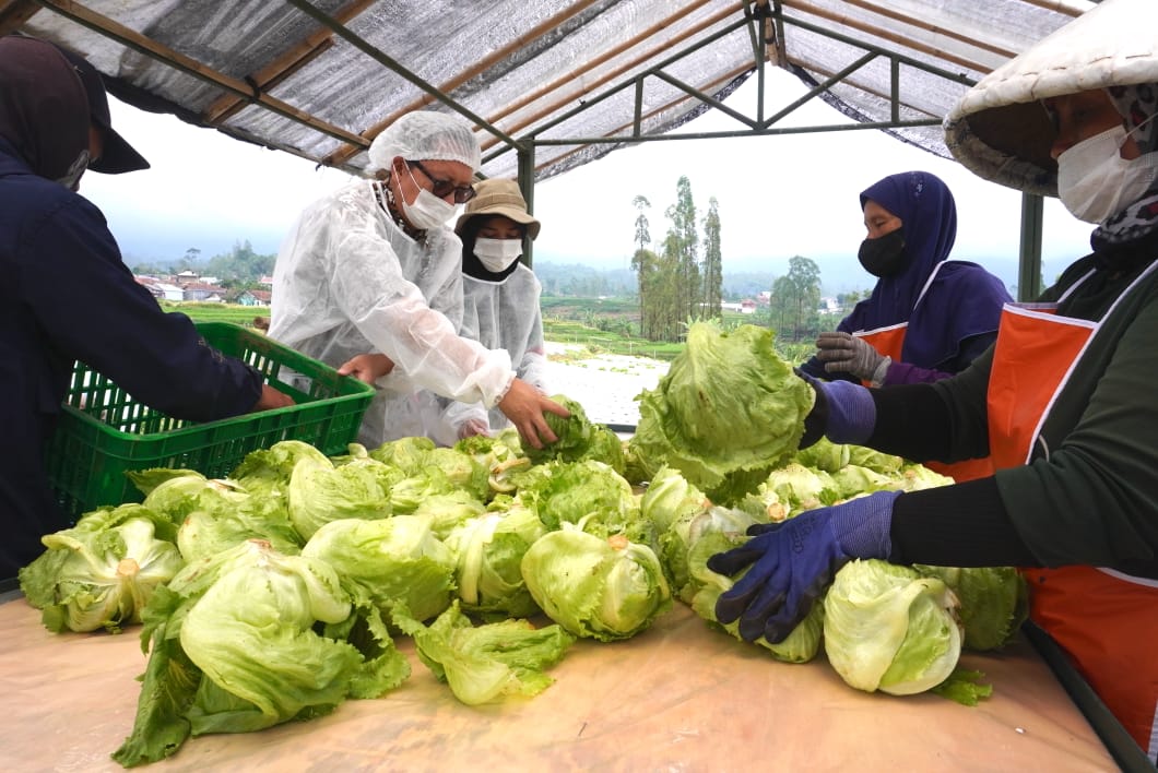 McDonald’s Indonesia Jamin Perlindungan dan Keselamatan Kerja bagi Petani di Jawa Barat 