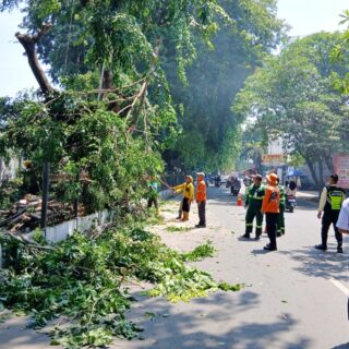 Demi Keselamatan, Daop 3 Cirebon Pangkas Pohon di Sekitar Stasiun Prujakan