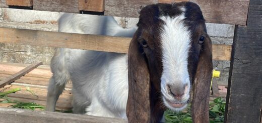 Olahan Kepala Kambing Hewan Kurban Khas Cirebon yang Lezat, Tradisional, dan Sarat Makna