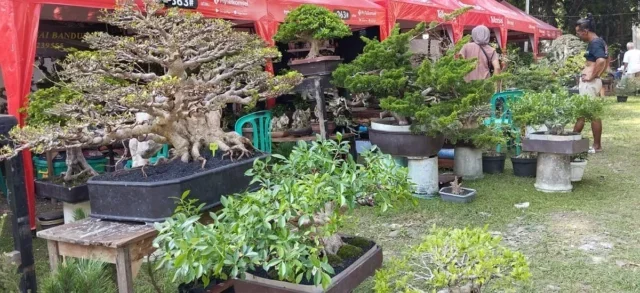 Ratusan Bonsai Bernilai Tinggi Dipamerkan di Festival Bonsai Cirebon 2025