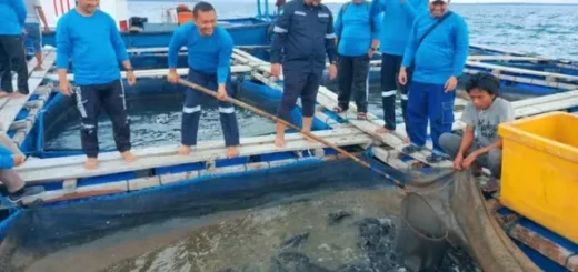 MIND ID Komitmen Perkuat Pendampingan Budidaya Ikan Laut