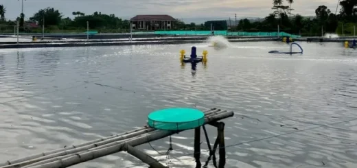 Membangun Masa Depan Akuakultur Berkelanjutan: Perjalanan Aquarev dan Para Petambak Kecil di Indonesia