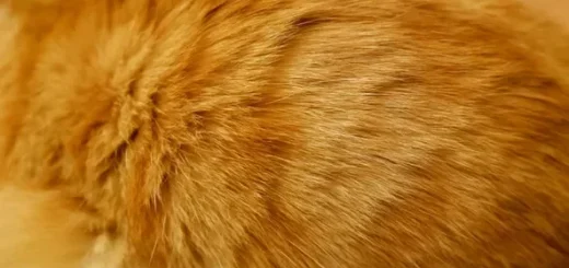 Perawatan Bulu Kucing Botak agar Tumbuh Lebat