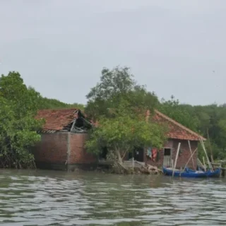 Lokasi penanaman di wilayah Bedono, Demak