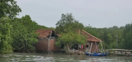 Lokasi penanaman di wilayah Bedono, Demak