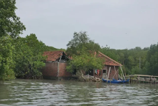 Lokasi penanaman di wilayah Bedono, Demak