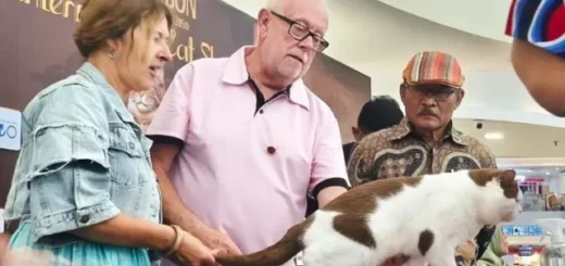 International Cat Show di Cirebon, Hadirkan Juri dari Swiss dan Estonia