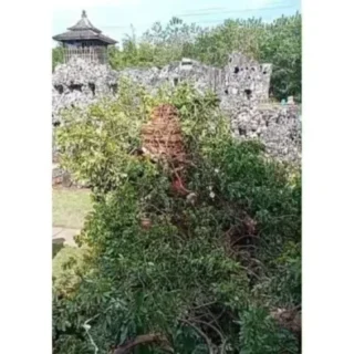 Pohon Kelengkeng Berusia 400 Tahun di Goa Sunyaragi Cirebon Roboh Diterjang Angin