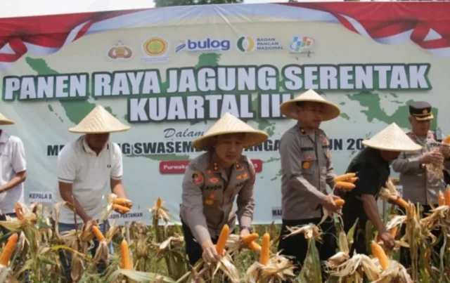 Dukung Swasembada Pangan, Kapolres Purwakarta Pimpin Panen Raya Jagung Kuartal III