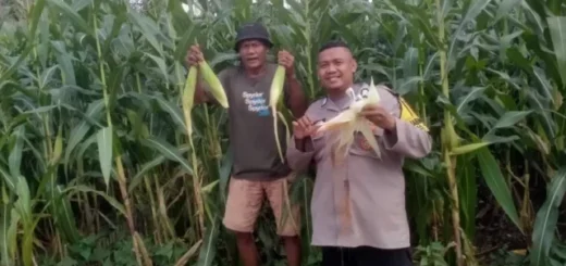 Dukung Ketahanan Pangan, Polisi di Bogor Dampingi Warga Panen Jagung Hibrida