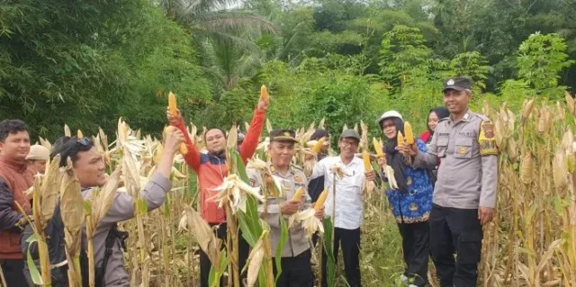 Polres Ciamis Wujudkan Swasembada Pangan, Panen Jagung Bersama Petani di Desa Petirhilir