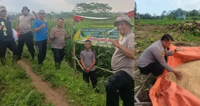 Polsek Tawang Dampingi Petani, Wujudkan Ketahanan Pangan di Kota Tasikmalaya