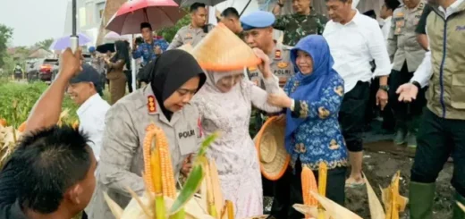 Polresta Cirebon Sukses Panen Jagung, Dukung Swasembada Pangan Nasional dengan Hasil Fantastis