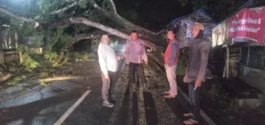 Polsek Banyuresmi Evakuasi Pohon Tumbang di Depan Situ Bagendit, Arus Lalu Lintas Kembali Normal