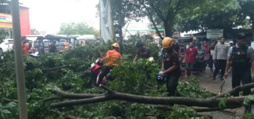 Polisi dan BPBD Tangani Ranting Pohon Patah Saat CFD Bima