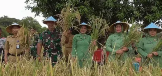 Poktan Sidemung Panen Padi Impari 49, Dandim Turun ke Sawah
