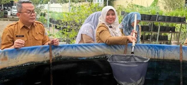 Cirebon Kembangkan Budidaya Udang Vaname Salinitas Rendah, Solusi Perikanan Perkotaan
