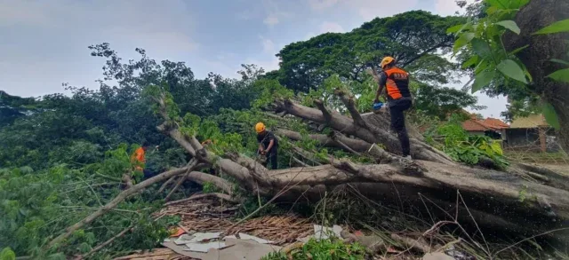 Sepanjang 2025, BPBD Kota Cirebon Tangani 156 Kejadian Bencana