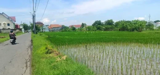 Alih Fungsi Lahan, Sawah di Kota Cirebon Tersisa 93 Hektare Saja