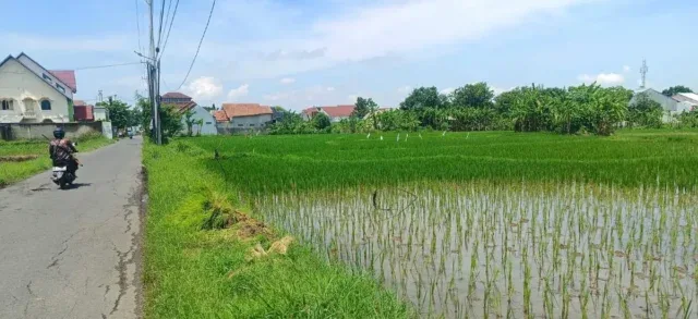 Alih Fungsi Lahan, Sawah di Kota Cirebon Tersisa 93 Hektare Saja