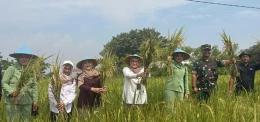 Wakil Wali Kota Cirebon Kawal Langsung Penyerapan Gabah Petani