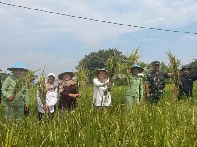 Wakil Wali Kota Cirebon Kawal Langsung Penyerapan Gabah Petani