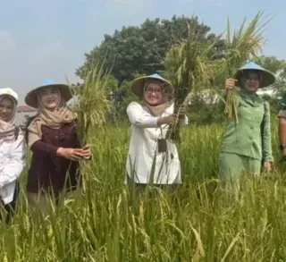 Wakil Wali Kota Cirebon Tinjau Sergab 2026, Bulog Serap 2.694 Kg Gabah Petani