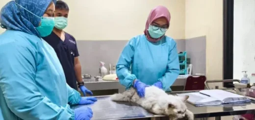 Puskeswan Kota Cirebon Layani Hewan Peliharaan, dari Kucing hingga Reptil