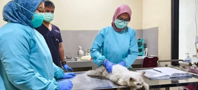 Puskeswan Kota Cirebon Layani Hewan Peliharaan, dari Kucing hingga Reptil