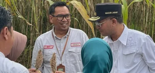 Kabupaten Cirebon Jadi Percontohan Pengembangan Sorgum untuk Diversifikasi Pangan