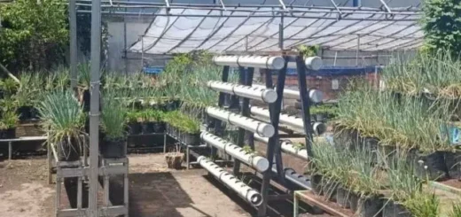 Urban Farming Terpadu Jadi Solusi Krisis Lahan Pertanian di Kota Cirebon