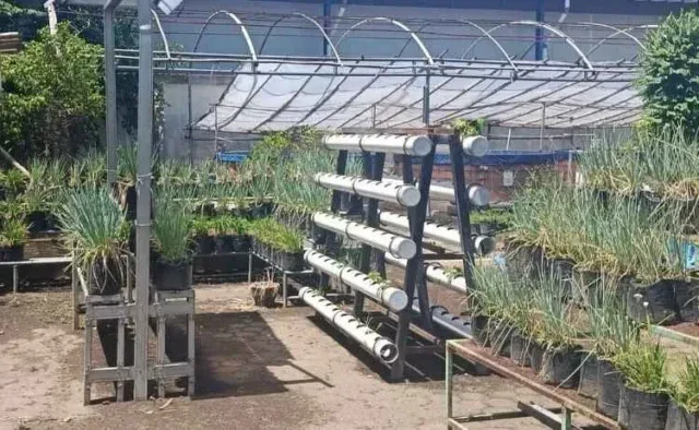 Urban Farming Terpadu Jadi Solusi Krisis Lahan Pertanian di Kota Cirebon