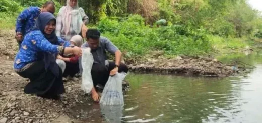 Cegah Dominasi Ikan Sapu-Sapu, DKPPP Kota Cirebon Tebar Benih Ikan