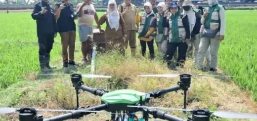 Inovasi Pertanian, Drone Mulai Digunakan di Lahan Sawah Kota Cirebon