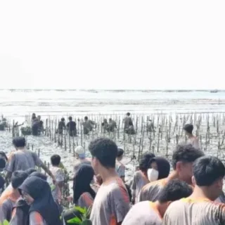 Rayakan Kelulusan, Siswa SMAN 6 Cirebon Tanam Ratusan Mangrove