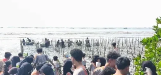 Rayakan Kelulusan, Siswa SMAN 6 Cirebon Tanam Ratusan Mangrove