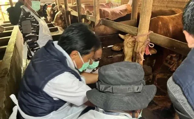 Jelang Iduladha 2026, DKPPP Kota Cirebon Perketat Pengawasan Hewan Kurban